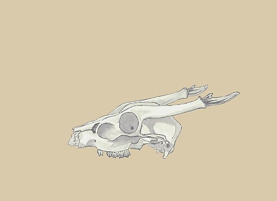 550x399 Muntjac Deer Skull Study Photographic Print - Deer Skeleton Drawing