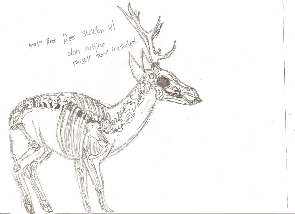 1023x744 Red Deer Skeleton Drawing The Endless Forest - Deer Skeleton Drawing