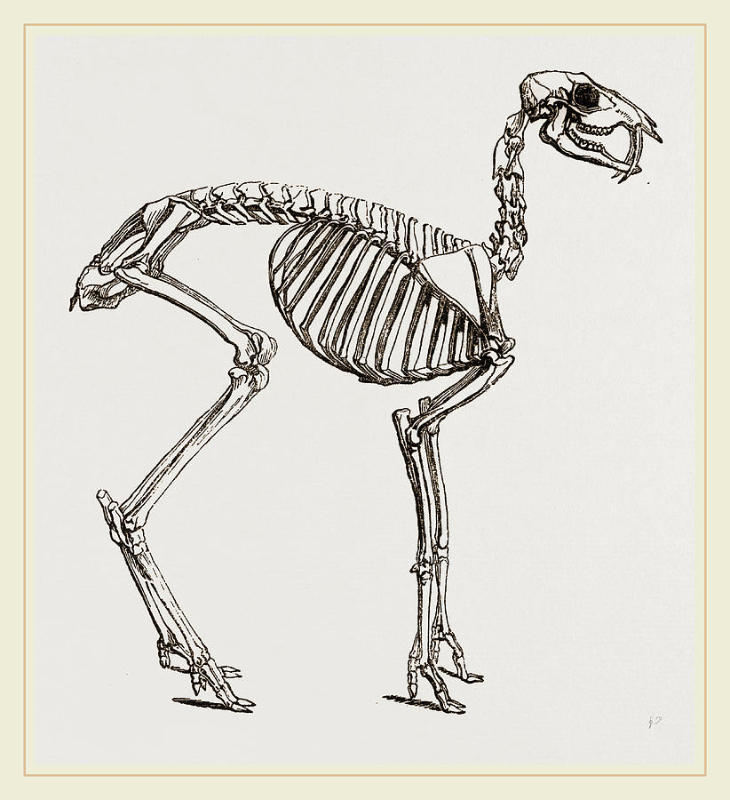 822x900 Skeleton Of Musk Deer Drawing - Deer Skeleton Drawing