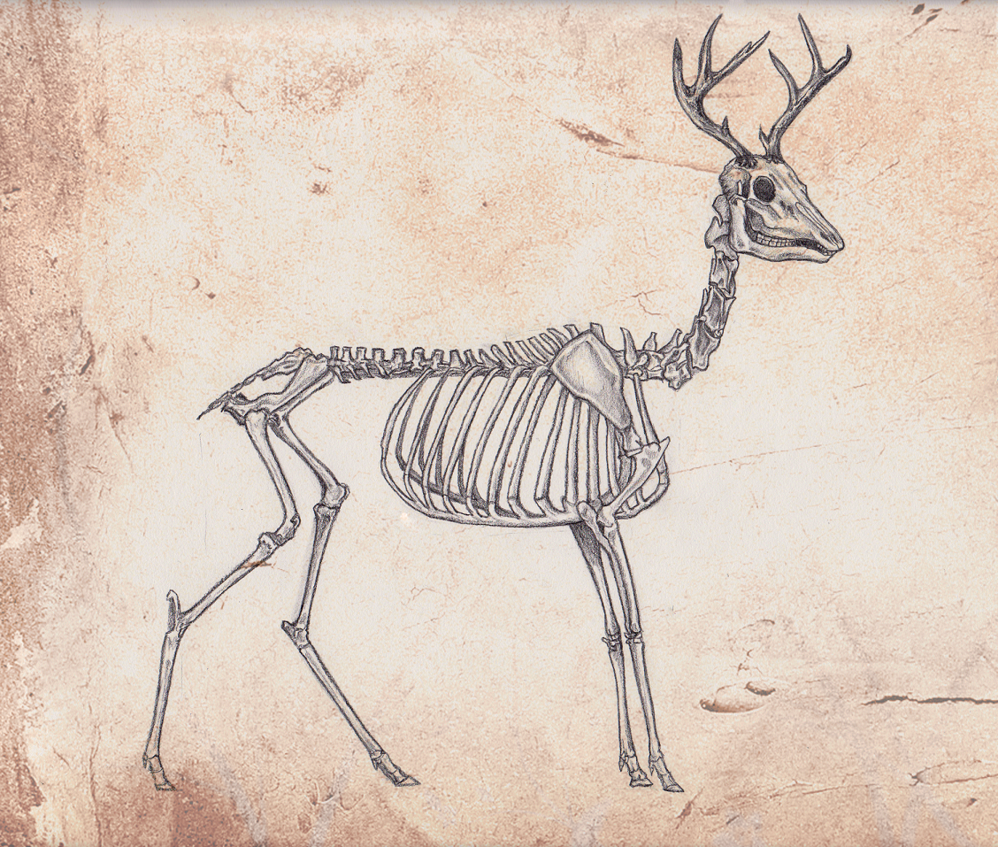 1128x957 Deer Skeleton Drawing Resources - Deer Skeleton Drawing