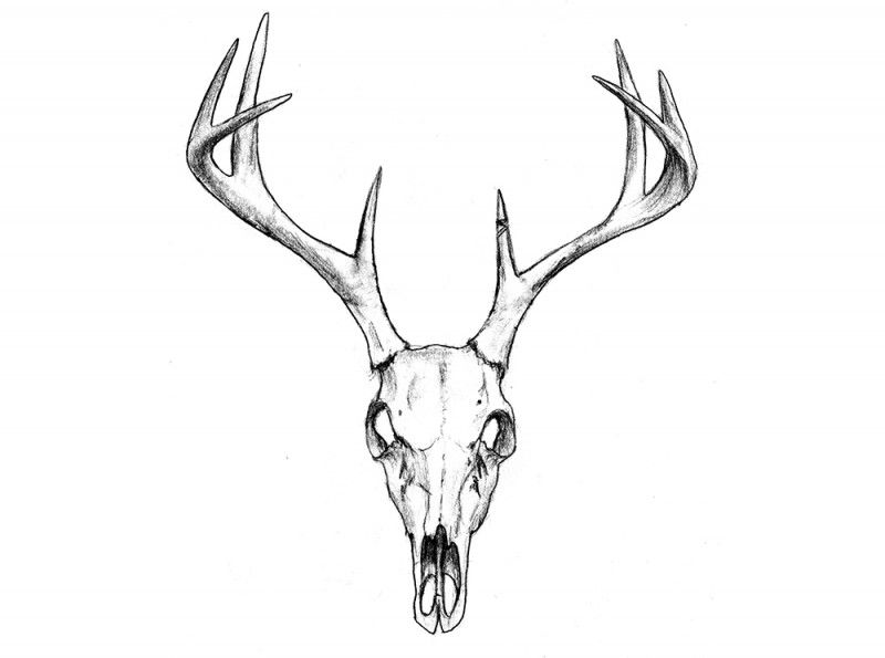800x595 Deer Skull Illustration - Deer Skeleton Drawing