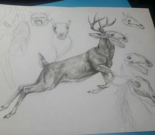 320x279 Drawing Deer In Art Class Never Have Drawn A Good Skull Before - Deer Skeleton Drawing