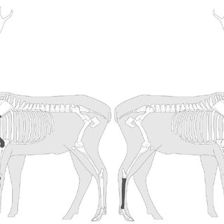 320x320 diagrammatic representation of red deer skeleton - Deer Skeleton Drawing