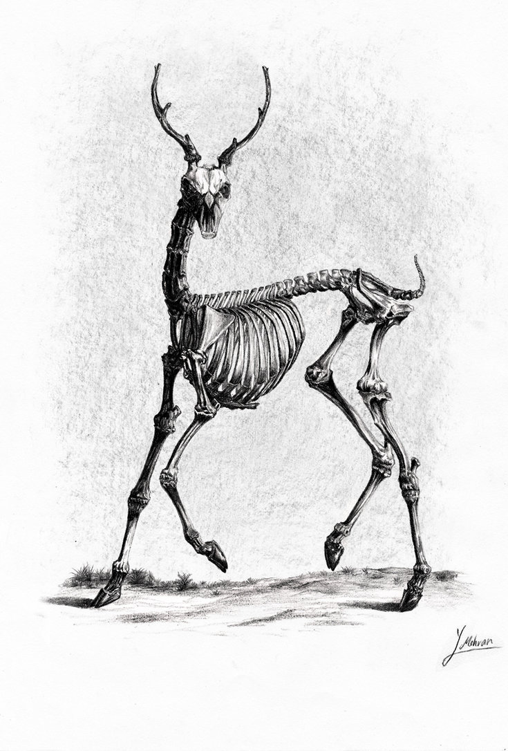 Deer Skeleton Drawing at PaintingValley.com | Explore collection of ...