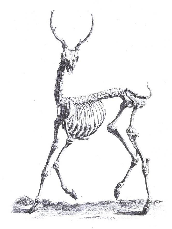712x946 Animal - Deer Skeleton Drawing