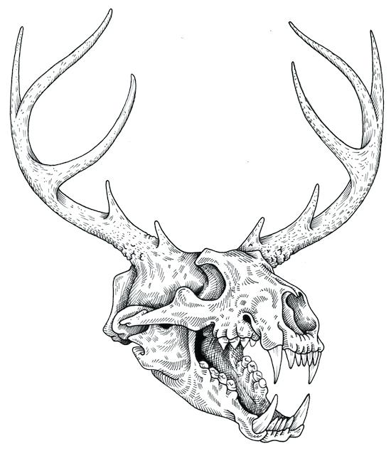 Deer Skull Drawing Easy at Explore collection of