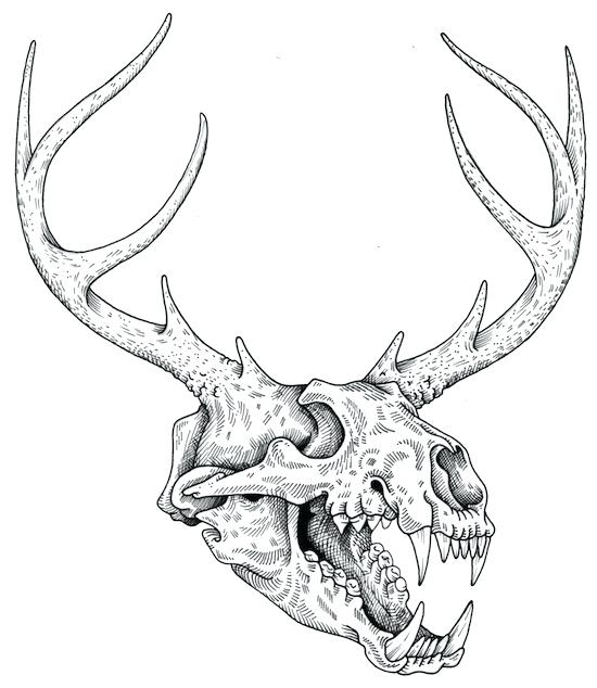 35+ Latest Drawing Deer Skull With Horns Sarah Sidney Blogs