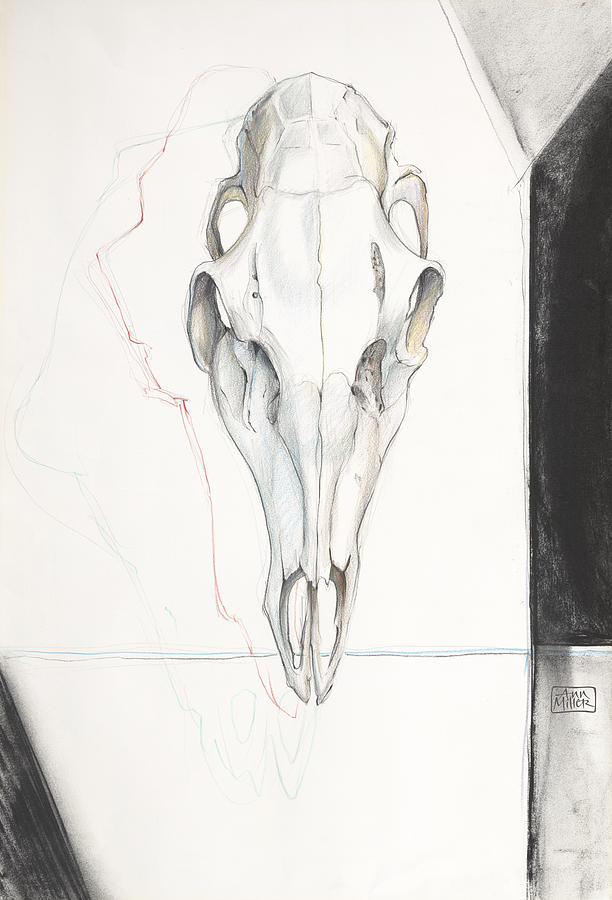 612x900 Deer Skull Drawing - Deer Skull Drawing
