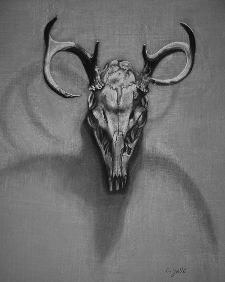 719x900 Deer Skull Drawing - Deer Skull Drawing