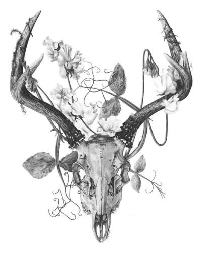 Deer Skull Drawing at PaintingValley.com | Explore collection of Deer ...