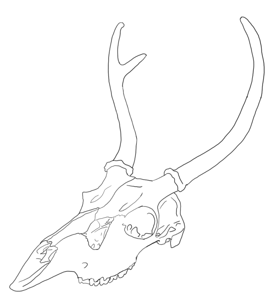 900x1006 How To Draw A Deer Skull - Deer Skull Drawing