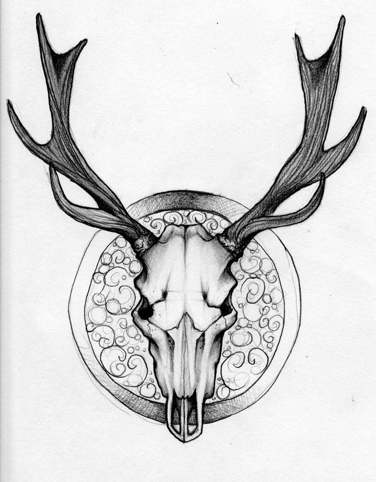 736x942 Easy To Draw Deer Skull - Deer Skull Drawing Easy
