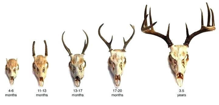 720x346 Image Result For Deer Skull Drawing Easy Drawing - Deer Skull Drawing Easy