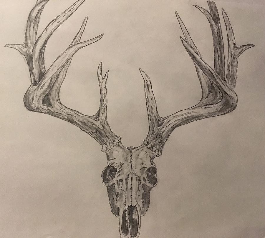 Deer Skull Drawing Easy at Explore collection of