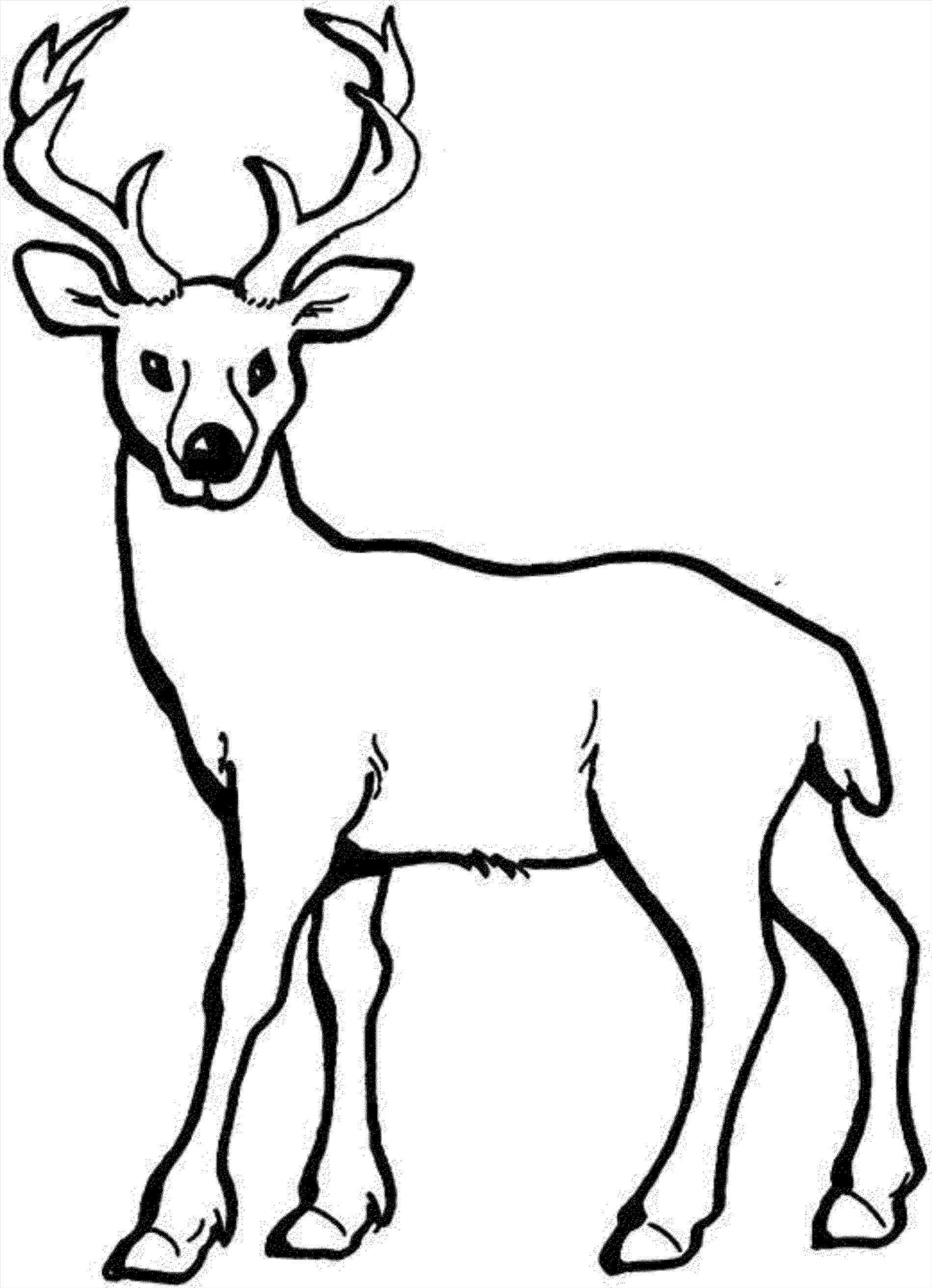 1899x2625 Rhcom Draw A Stag Step - Deer Skull Drawing Easy