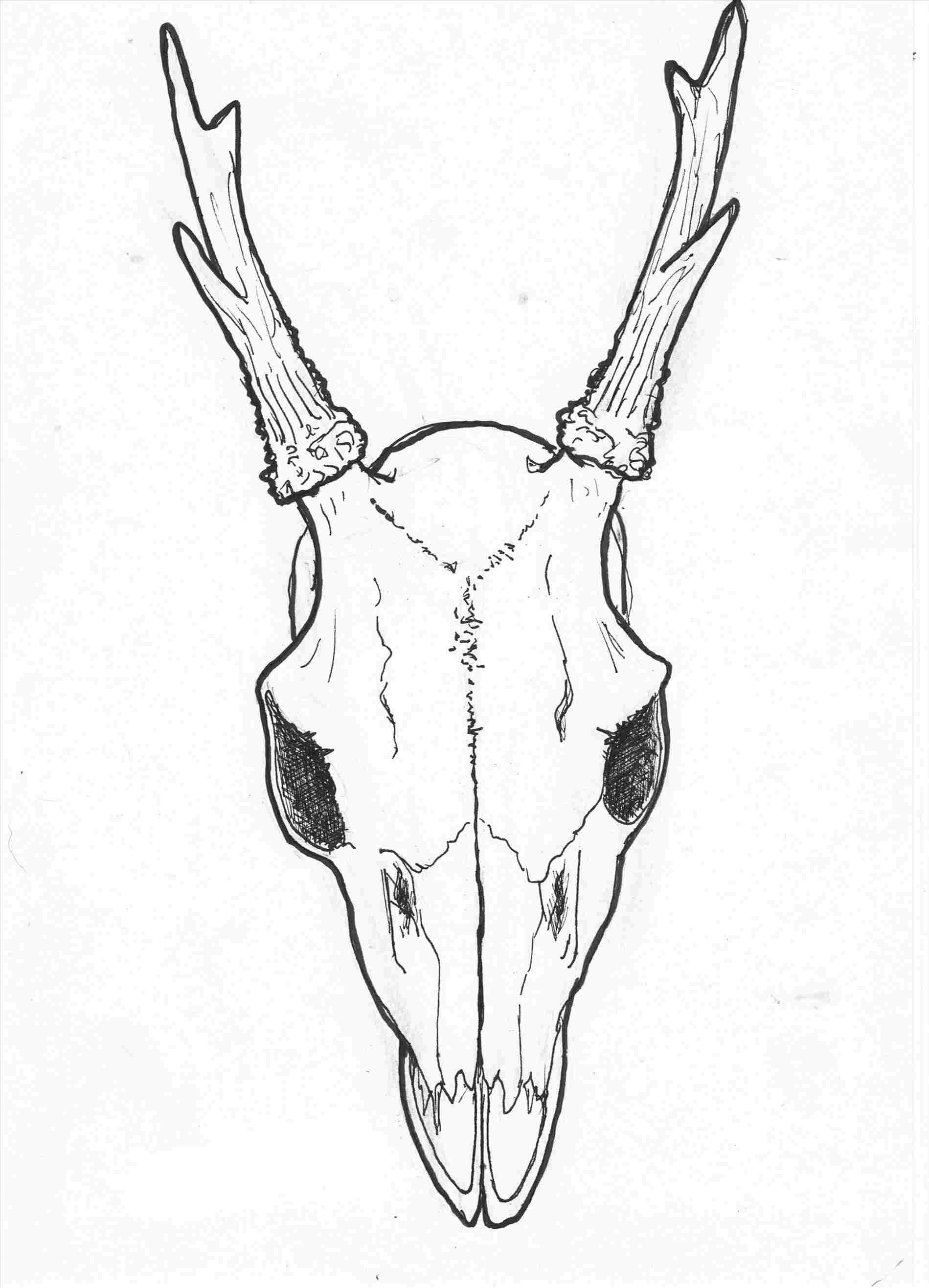 Deer Skull Drawing Easy at PaintingValley.com | Explore collection of