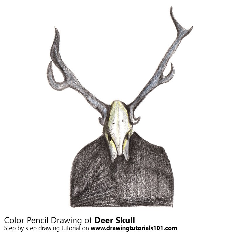800x800 Deer Skull Colored Pencils - Deer Skull Drawing Easy