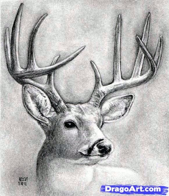 582x674 how to draw a deer head, buck, dear head, step - Deer With Antlers Drawing