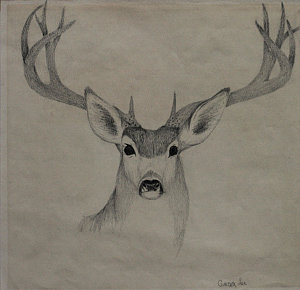 Deer With Antlers Drawing at PaintingValley.com | Explore collection of ...