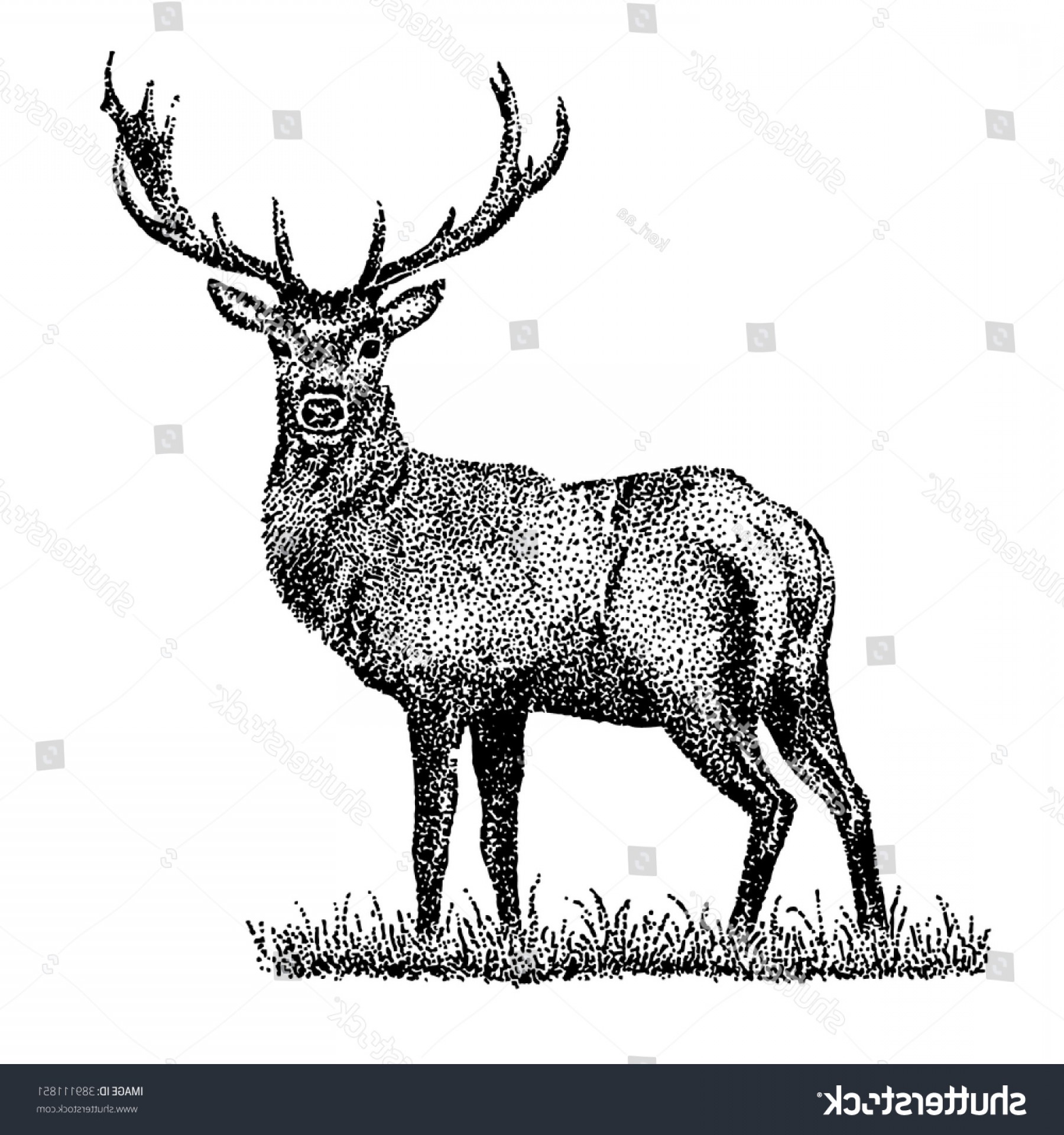 1800x1920 whitetail deer antlers vector soidergi - Deer With Antlers Drawing