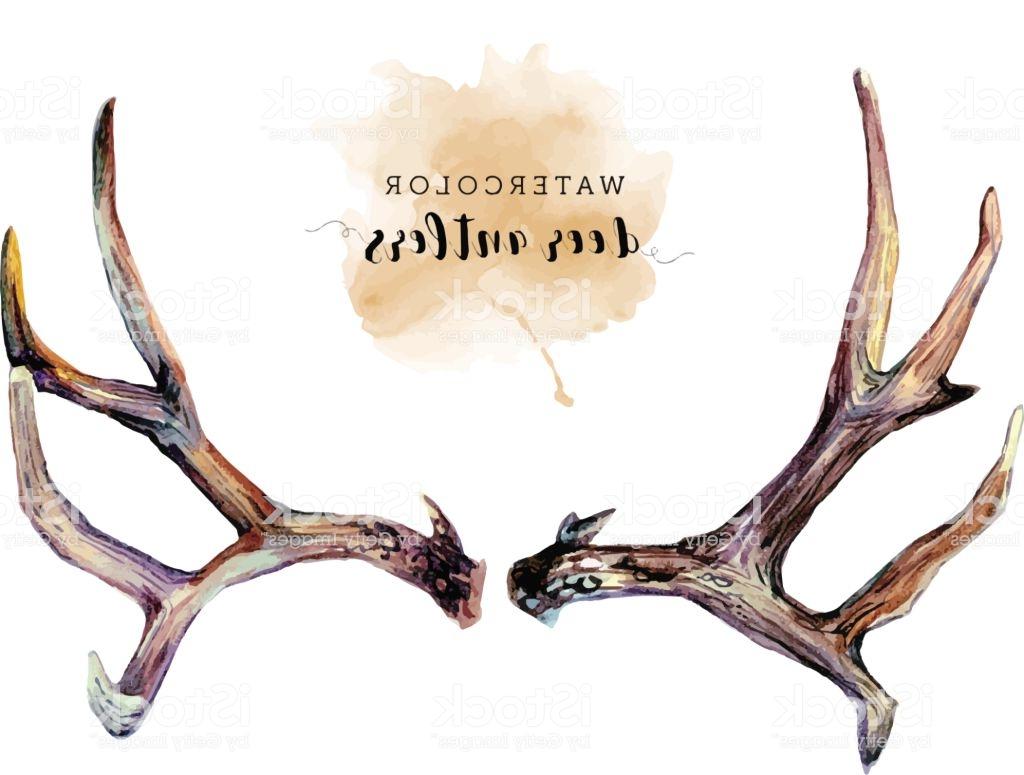 1024x775 best free watercolor deer antlers vector drawing - Deer With Antlers Drawing