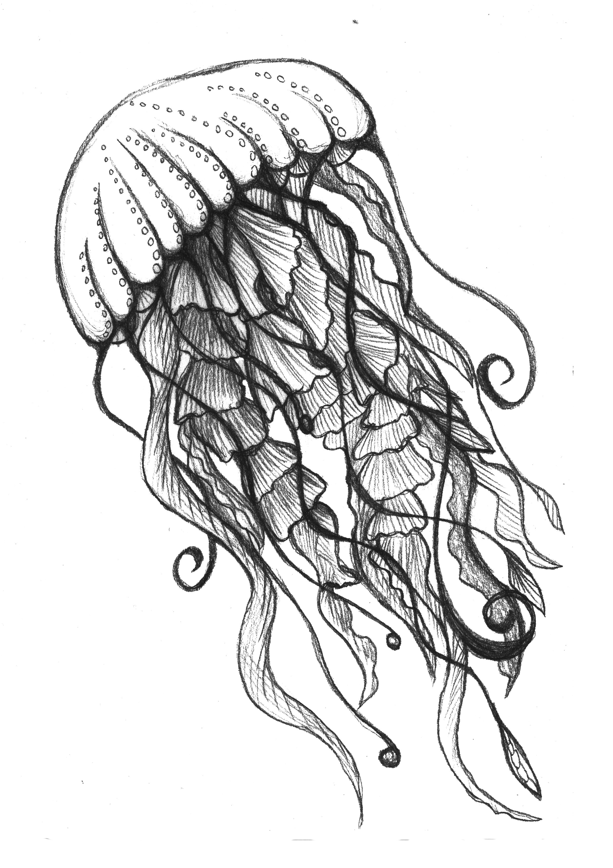 2479x3508 jellyfish drawing - Den Drawing