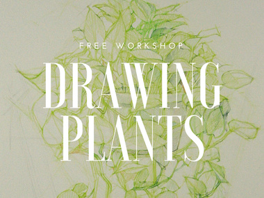 380x285 Drawing Plants - Denver Drawing