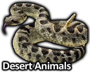 300x240 Desert Animals Full Color Line Art Illustrations - Desert Animals Drawings