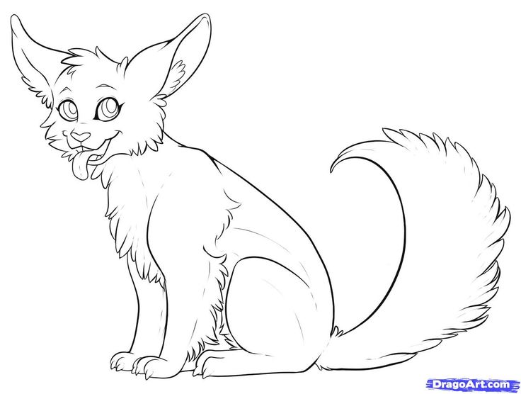 736x556 Desert Animals To Draw Step - Desert Animals Drawings