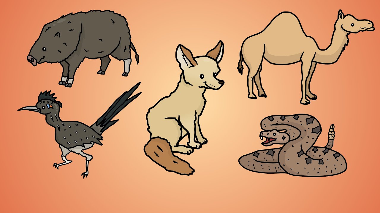 1280x720 Draw Five How To Draw Desert Animals - Desert Animals Drawings