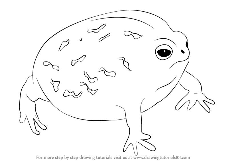 800x566 Learn How To Draw A Desert Rain Frog - Desert Animals Drawings