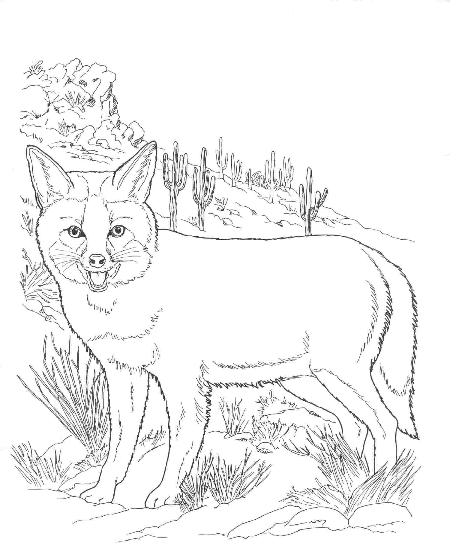 1500x1828 Online Desert Animal Coloring Pages For Your Kids - Desert Animals Drawings