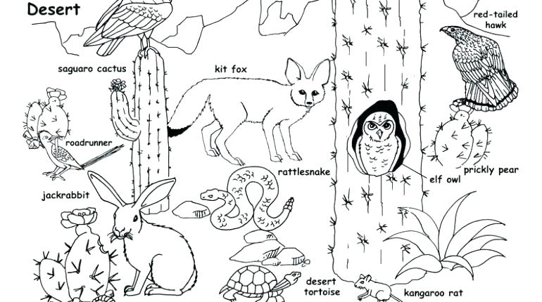 5500 Coloring Pages Desert Animals Images & Pictures In HD