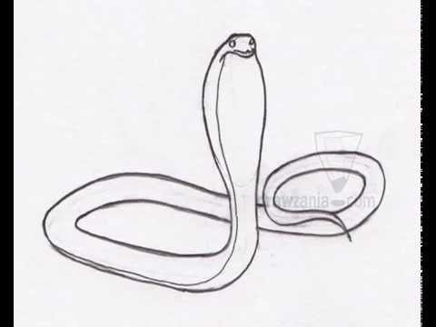 480x360 Animal Drawing Basic How To Draw Spitting Cobra - Desert Animals Drawings