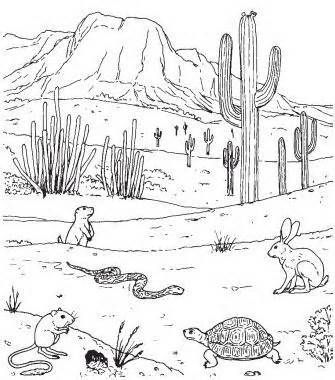 335x380 How To Draw Desert Plants - Desert Drawing