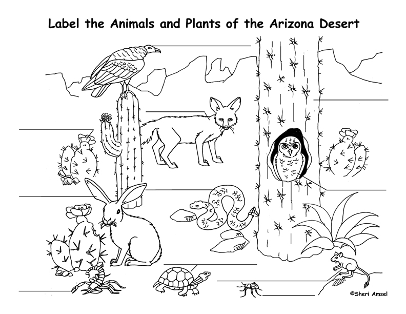 792x612 Desert Coloring Pages - Desert Drawing For Kids