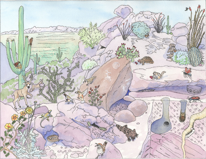 800x617 saguaro cactus fact sheet - Desert Drawing For Kids