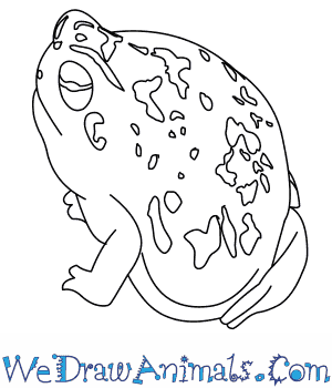 300x350 How To Draw A Desert Rain Frog - Desert Drawing Pictures