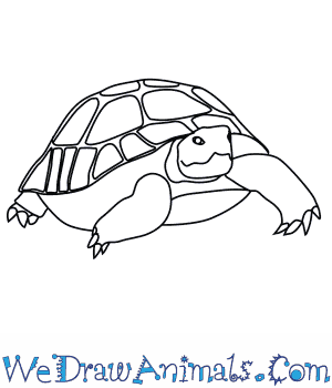 300x350 how to draw a desert tortoise - Desert Drawing Pictures