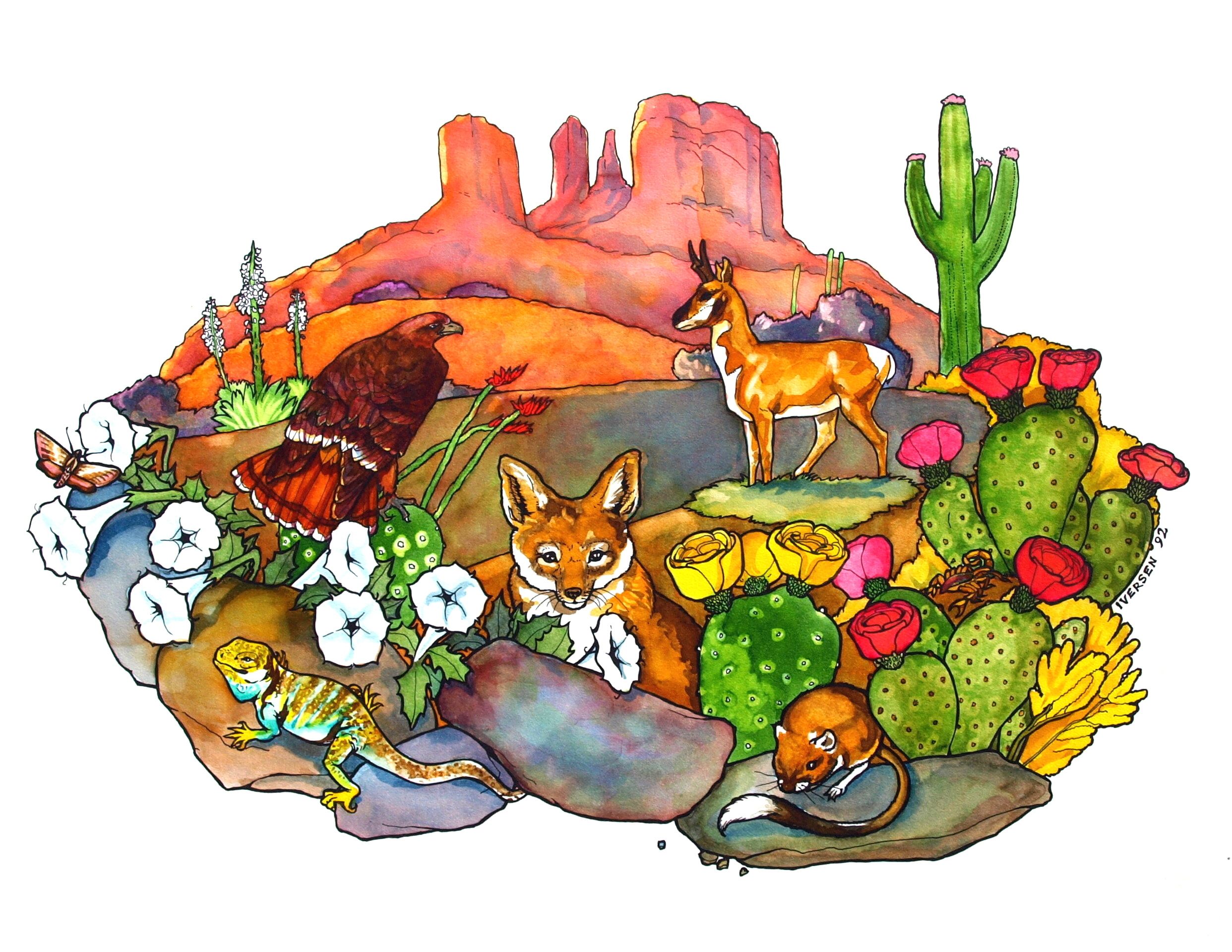 Desert Ecosystem Drawing at Explore collection of