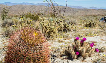 350x210 Desert Life - Desert Ecosystem Drawing