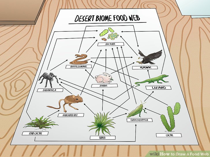 728x546 How To Draw A Food Web Steps - Desert Ecosystem Drawing