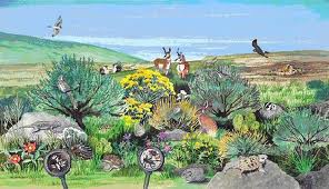 296x170 Levels Of Organization In The Ecosystem - Desert Ecosystem Drawing