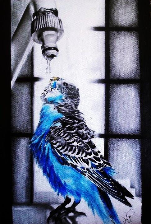 486x720 parakeet drinking water drawing - Desire Drawing