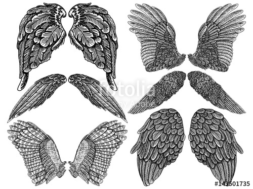 500x375 wings pair set hand drawn detailed bird and angel wings vector - Detailed Angel Drawing