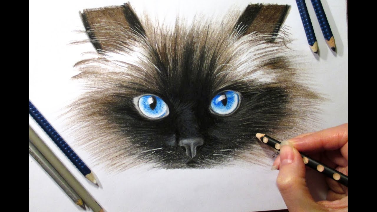 1280x720 Drawing Cat's Face In Colored Pencil - Detailed Cat Drawing