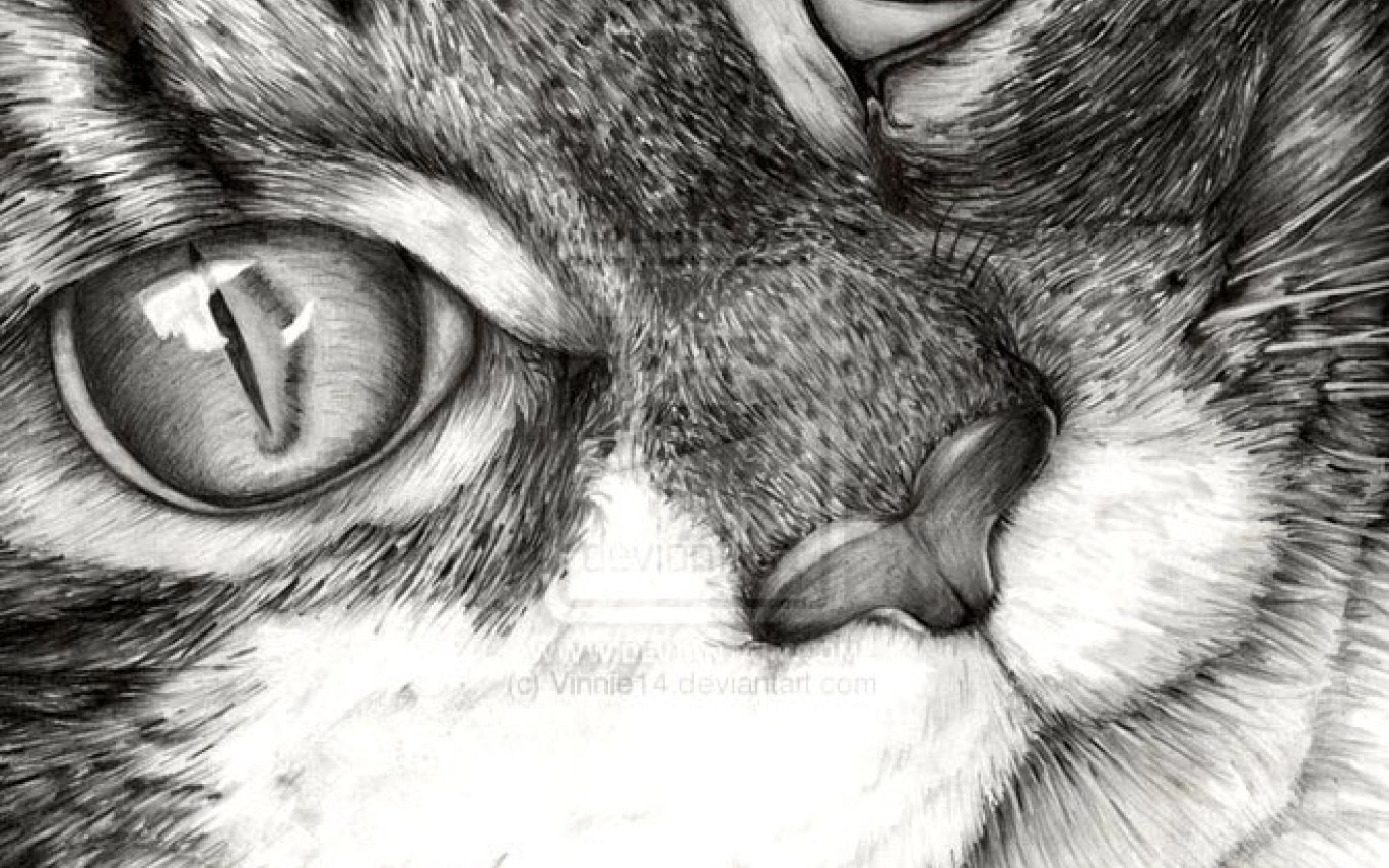 1368x855 drawing detailed cat color pencil - Detailed Cat Drawing