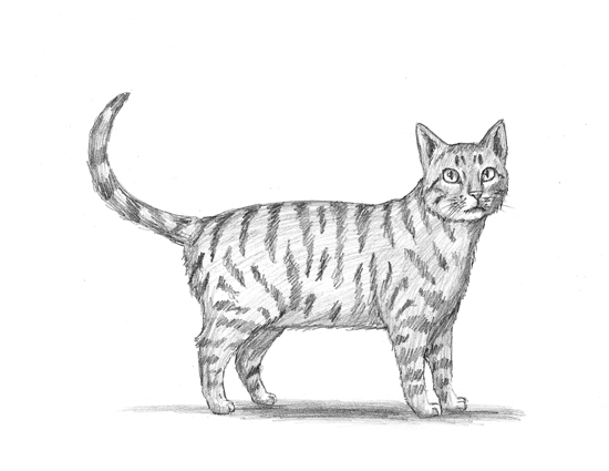550x425 Home - Detailed Cat Drawing
