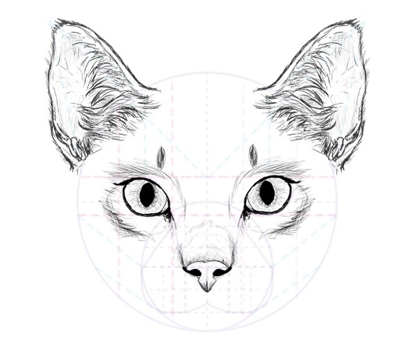 600x502 How To Draw Animals Cats And Their Anatomy - Detailed Cat Drawing
