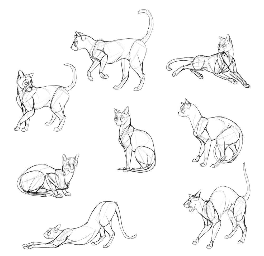 1000x967 How To Draw Cats Step - Detailed Cat Drawing